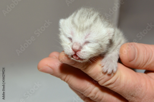 One day old kitten with closed eyes in the man's hands. Little multicolored british kitten in the man's hands.