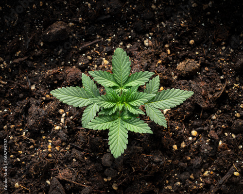 young cannabis sprout in a home flower pot