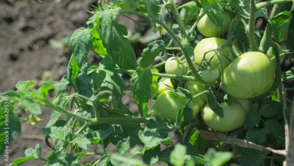 Unripe tomatoes are growing in the garden closeup Unripe tomatoes are growing in the garden closeup