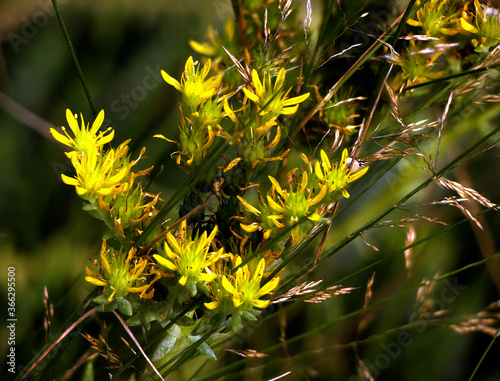 Sedum sexangulare - Falscher Mauerpfeffer photo