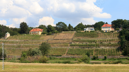 Weinberg in Dresden