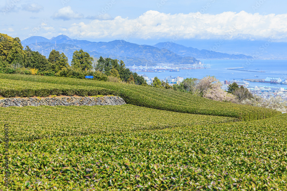 Landscape of tea field with Mt. Fuji in spring season at Shizuoka prefecture, Japan