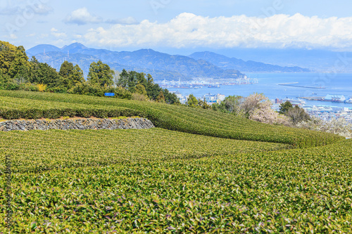 Landscape of tea field with Mt. Fuji in spring season at Shizuoka prefecture, Japan