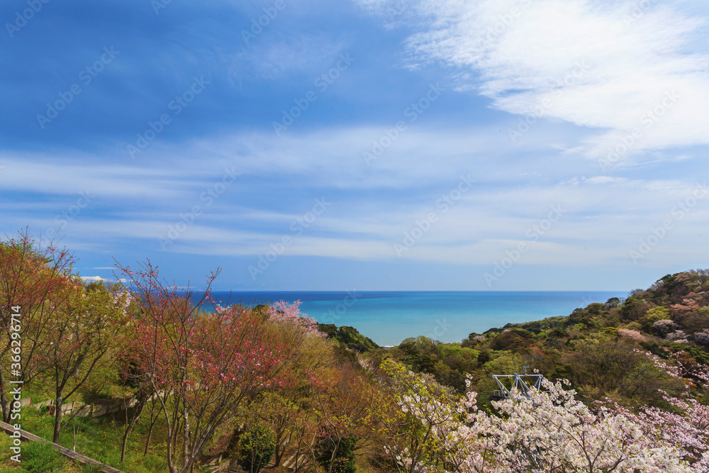 Landscape of cherry blossom view in spring season at Shizuoka prefecture, Japan