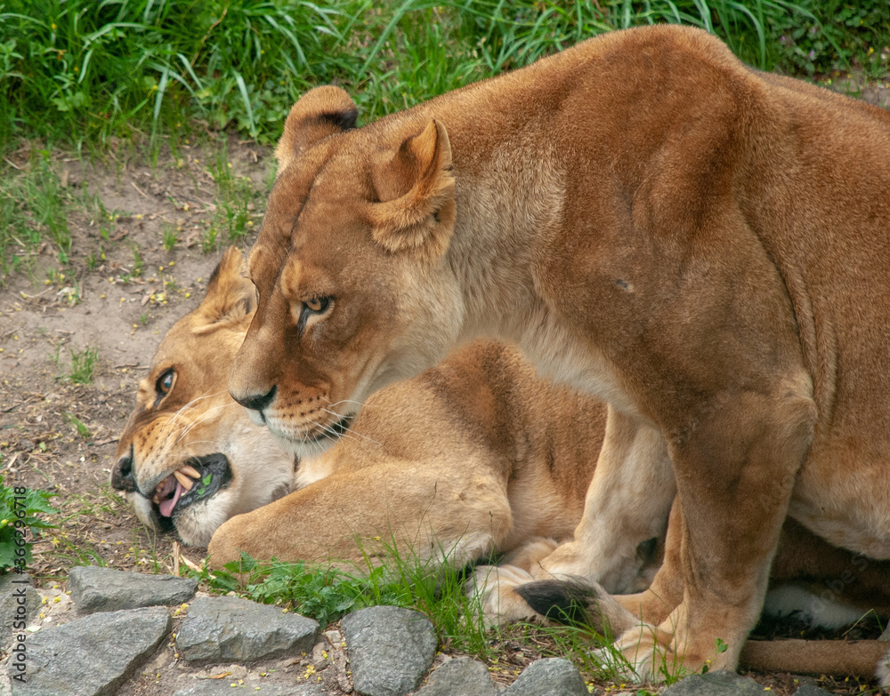 Naklejka premium Two African lionesses are laid on stones for rest