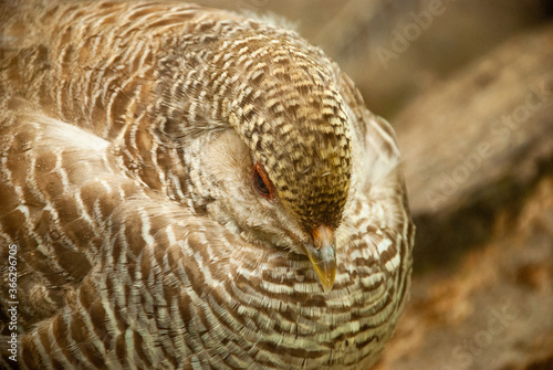Quail, a bird of the partridge family, sits on eggs, ocher color.