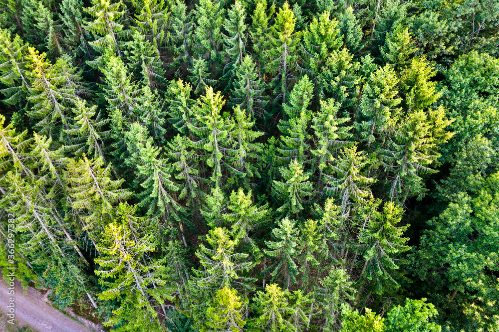 Aerial view of trees in the Vosges Mountains - Alsace, France Aerial view of trees in the Vosges Mountains - Alsace, France