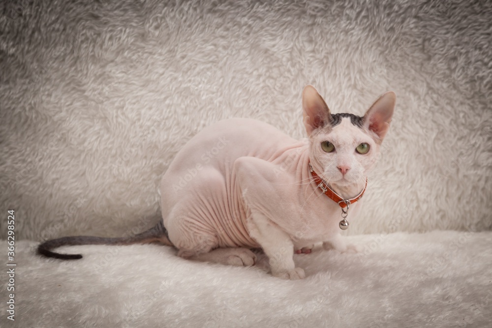 Bald Sphynx cat on a sofa