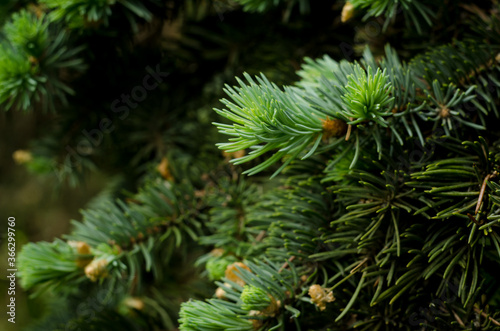 Fir tree background. Close up soft focused backdrop with christmas tree branches.