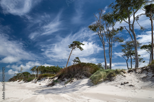 K  stenwald Ostsee Darss Mecklenburg sonnig Sommer