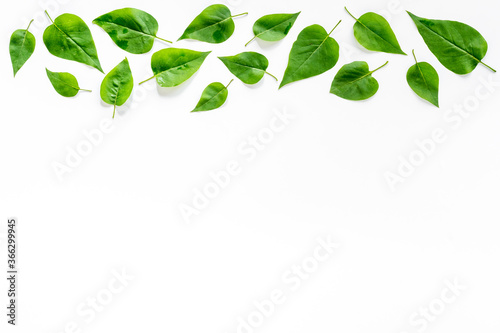 Green tree leaves pattern. Nature summer concept  above view  flat lay