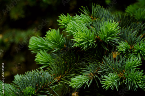 Fir tree background. Close up soft focused backdrop with christmas tree branches.