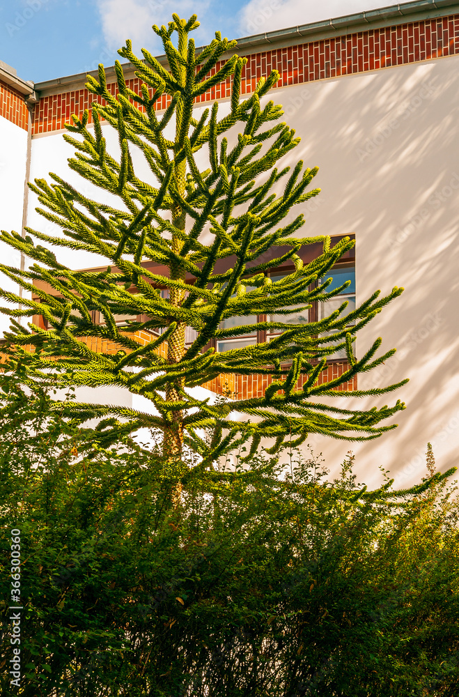 Fototapeta premium Kunstbaum