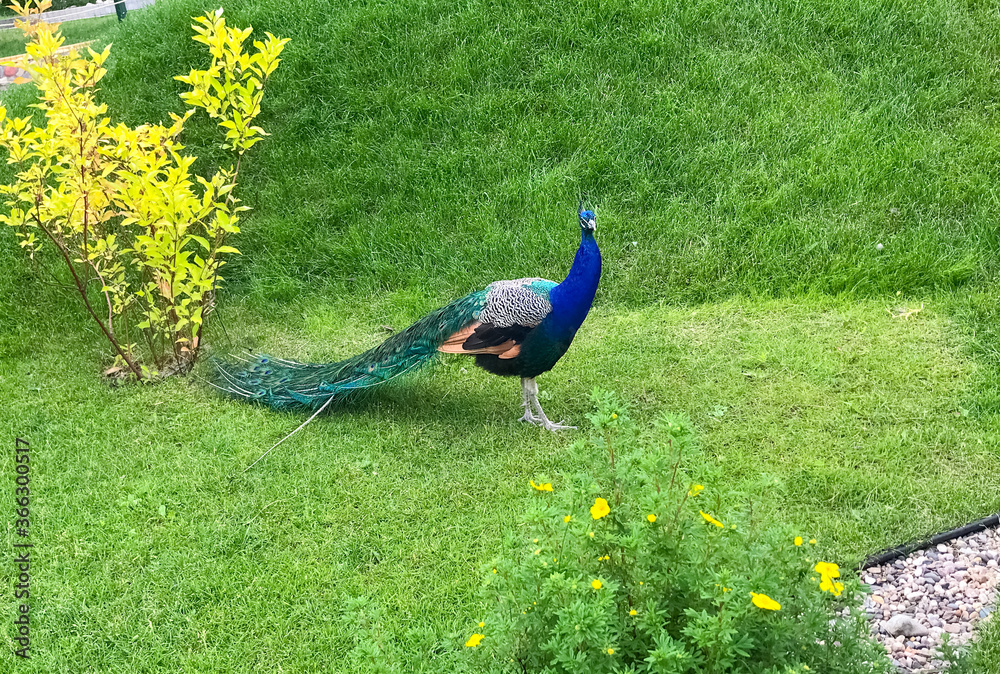 Fototapeta premium Peacock walks on the green grass in the zoo.