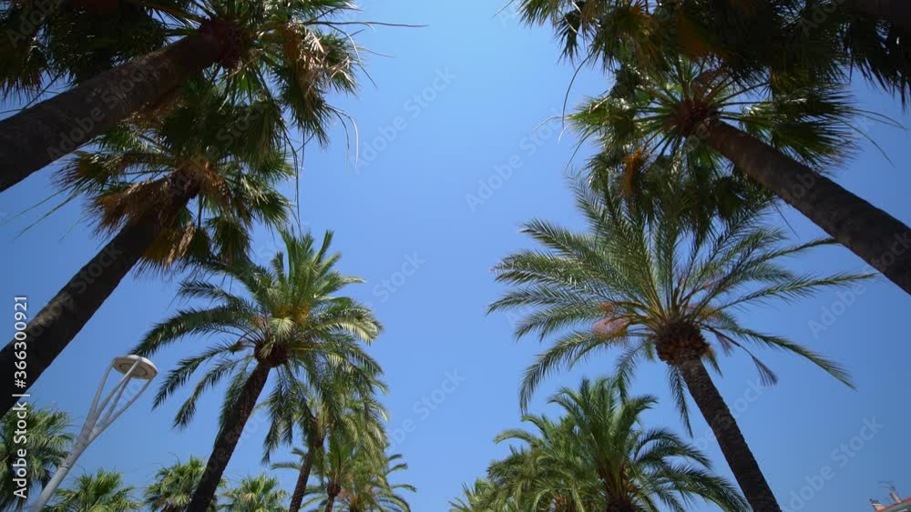 Palm trees at a blue sky - travel photography Palm trees at a blue sky - travel photography