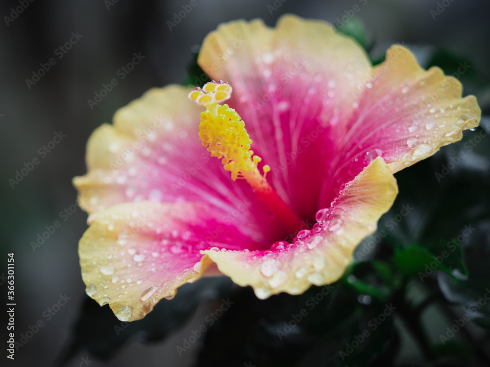 A beautiful hibiscus flower on branch