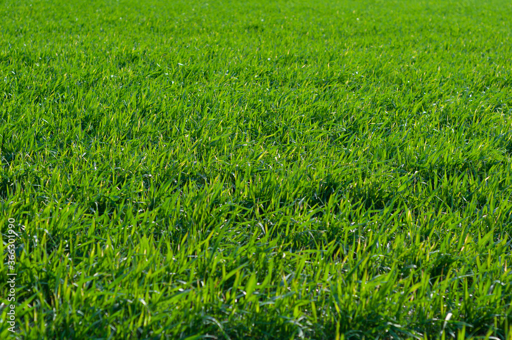 Bright background, close-up of juicy, green wheat sown in the field, cereal plants outdoors, agriculture, agronomy. Bright background, close-up of juicy, green wheat sown in the field, cereal plants outdoors, agriculture, agronomy.