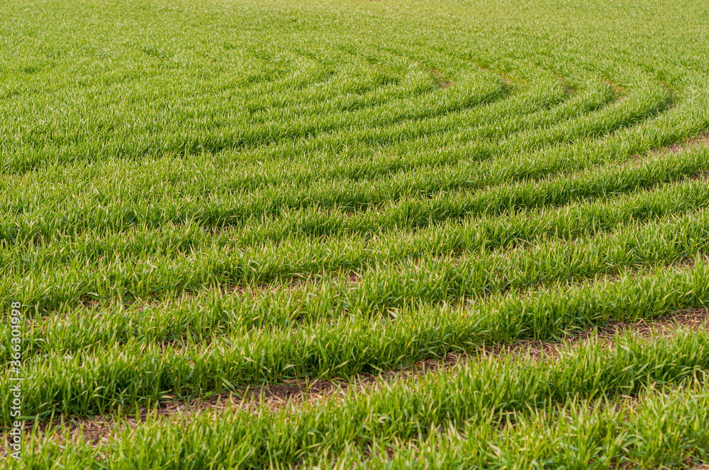 Bright background juicy, green wheat sown in field, cereal plants outdoors, agriculture, agronomy.