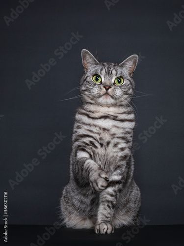 Fototapeta Naklejka Na Ścianę i Meble -  Handsome adult silver spotted British Shorthair cat, sitting up. Looking straigth to lens with green eyes. Isolated on black background. One paw playful in air.