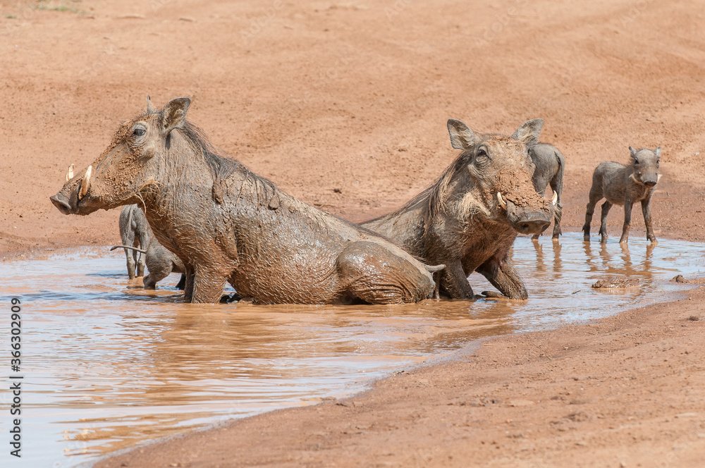 Fototapeta premium Family of Common warthog (Phacochoerus africanus) 