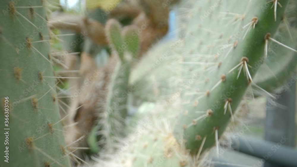 The sharp spikes of the green cactus plant The sharp spikes of the green cactus plant