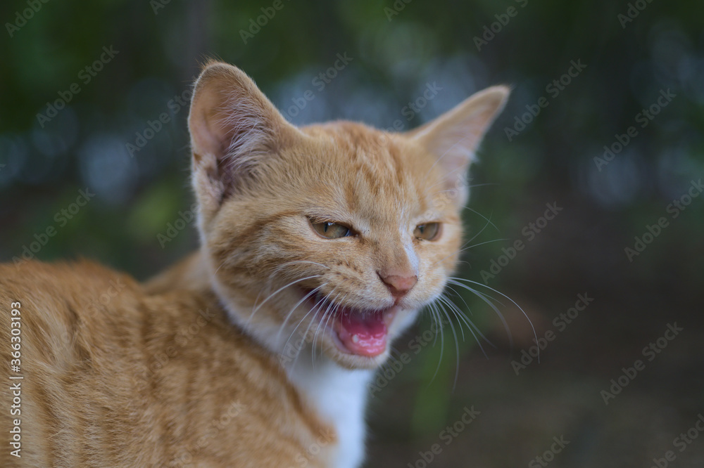 Fototapeta premium Cute little street kitten
