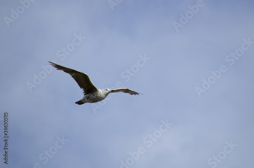 A seagull flying over the sea in a light blue sky 