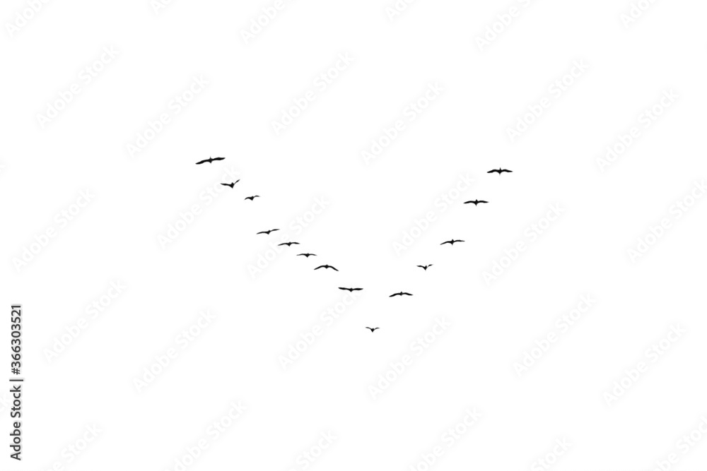 Obraz premium Birds key in flight isolated on white.