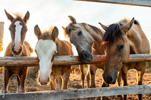 Grazing a herd of horses in a paddock