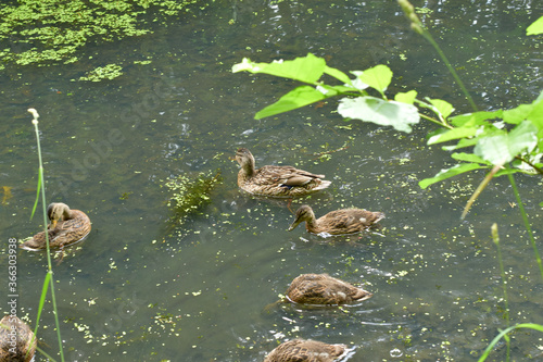 ducks on the lake