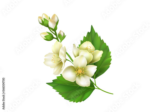 The sprig of Jasmine. Realistic vector illustration isolated on white background