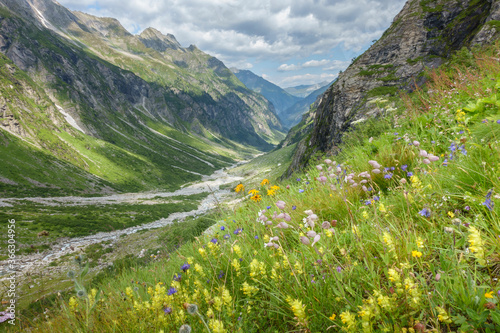 Hochgebirgstal mit Bergblumen und Arnika in den tiroler Alpen © by paul