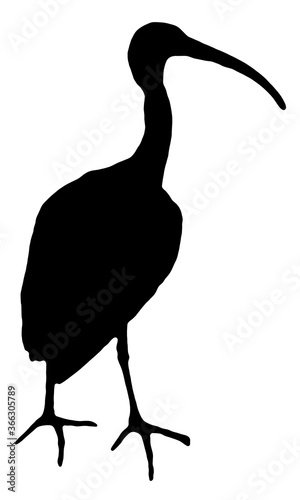 Animal. Black silhouettes of Scarlet Ibis isolated on a white background photo