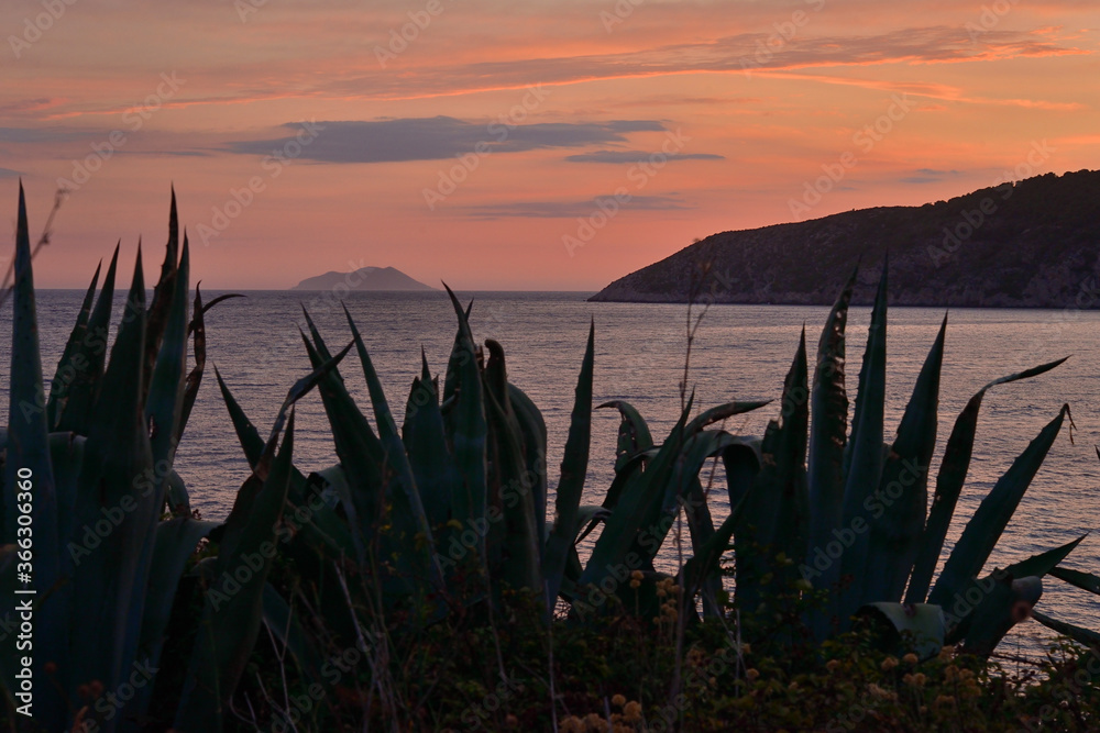 AGAVE PLANTS IN THE SUNSET. MEDETERRANEAN SEA. 