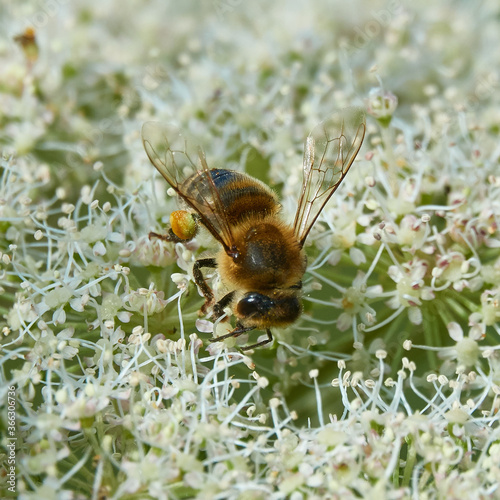 Bee is on a White Umbelliferous Flower