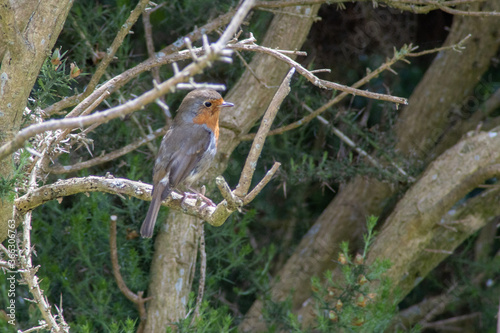 Robin, Ireland