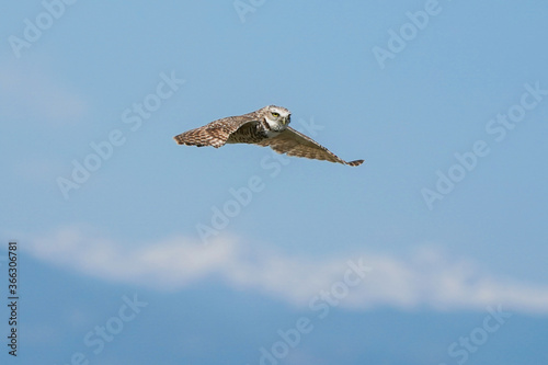 Burrowing Owl - Flight Colorado