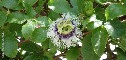 Passionfruit