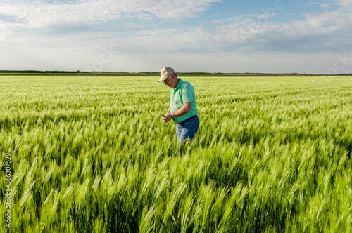 Portrait of senior farmer standing in in wheat field.
