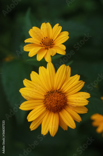 Yellow flowers of blooming Heliopsis sunflower Helianthus pauciflorus on a flowerbed in the garden. Hohlspiegel variety.