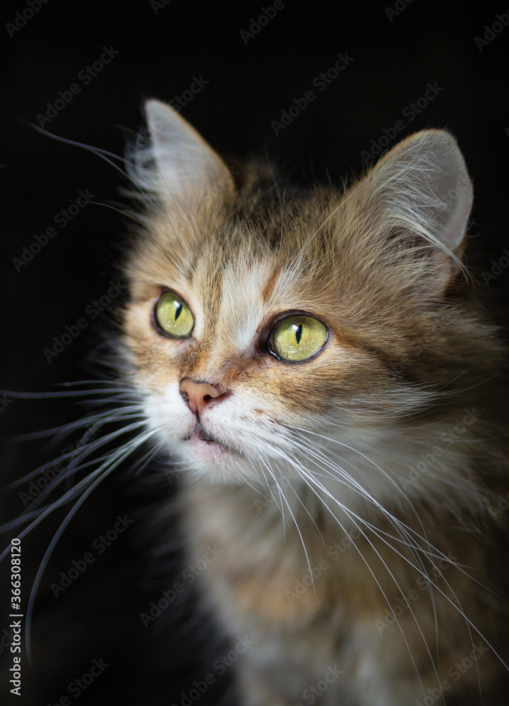 Obraz premium Portrait of a domestic cat looking out the window with green eyes. Macro photography. Front view, close up