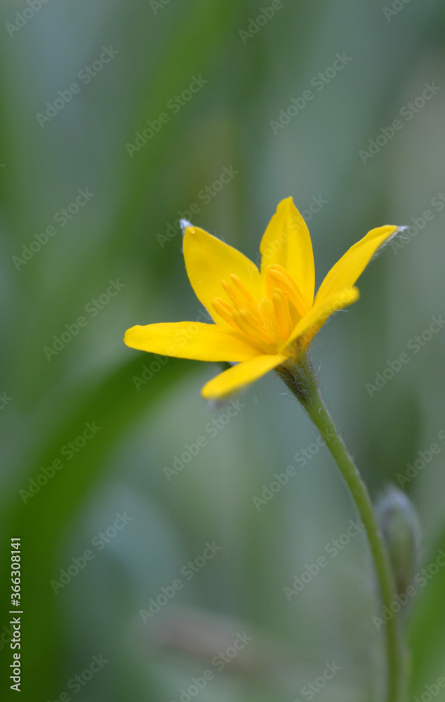 Obraz premium Petite fleur jaune