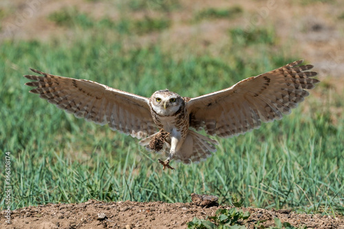 Vászonkép Burrowing Owl - Landing