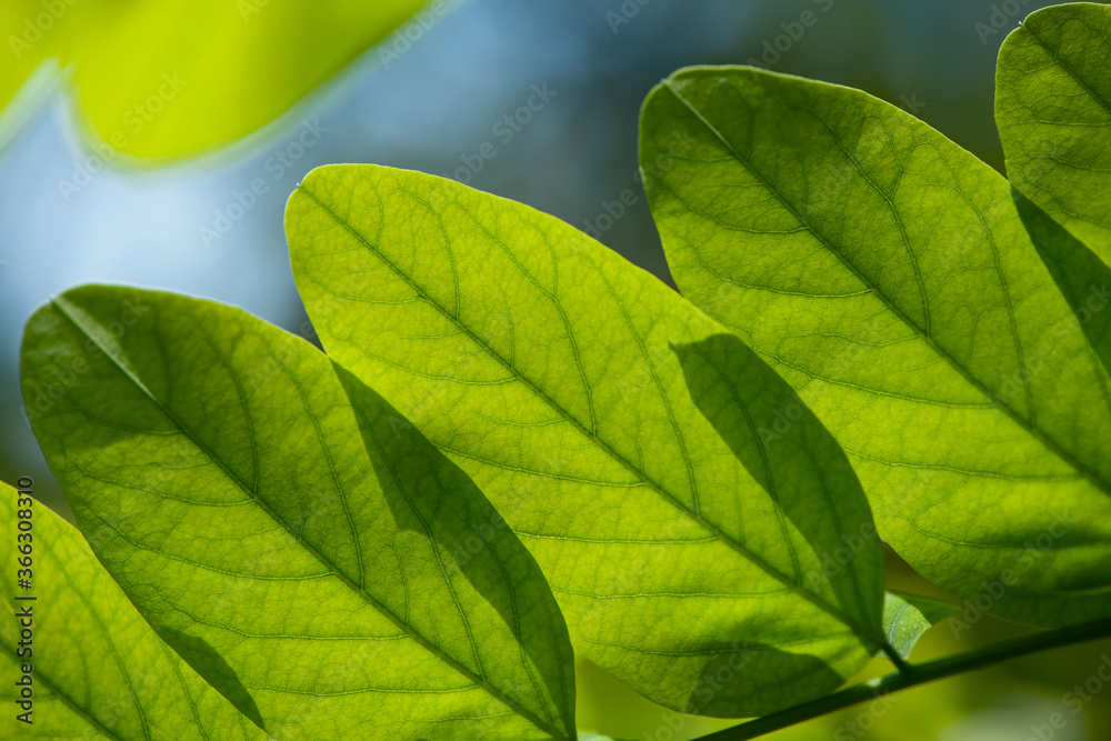 Fototapeta premium green leaves on tree close-up for background
