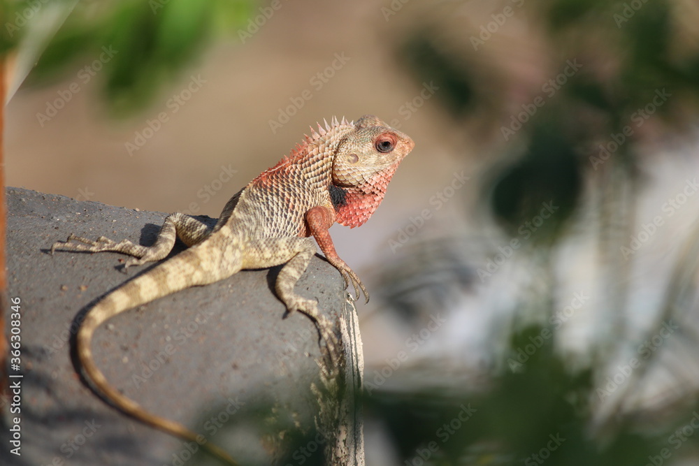 THE RED Oriental garden lizard. THE RED Oriental garden lizard.