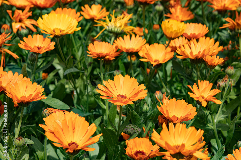  A Close-up of Pot Marigolds