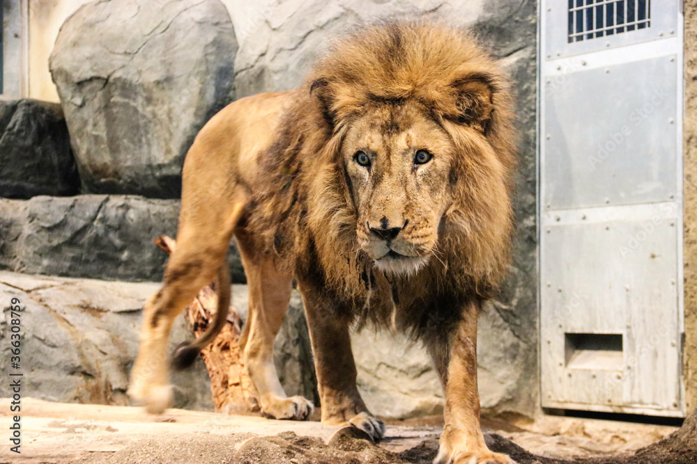 lion in the zoo lion in the zoo