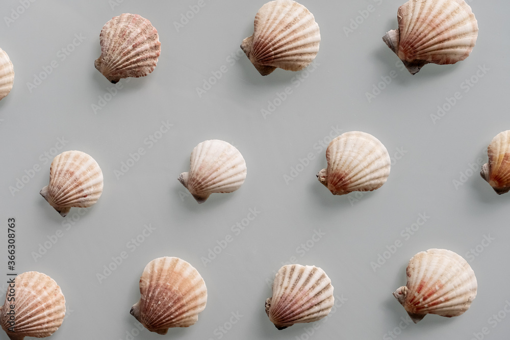 Pattern of Different seashells on pastel gray background. Top view, flat lay. Summer concept. Sea summer vacation background. Full frame composition Pattern of Different seashells on pastel gray background. Top view, flat lay. Summer concept. Sea summer vacation background. Full frame composition