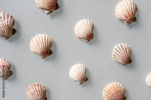 Pattern of Different seashells on pastel gray background. Top view, flat lay. Summer concept. Sea summer vacation background. Full frame composition
