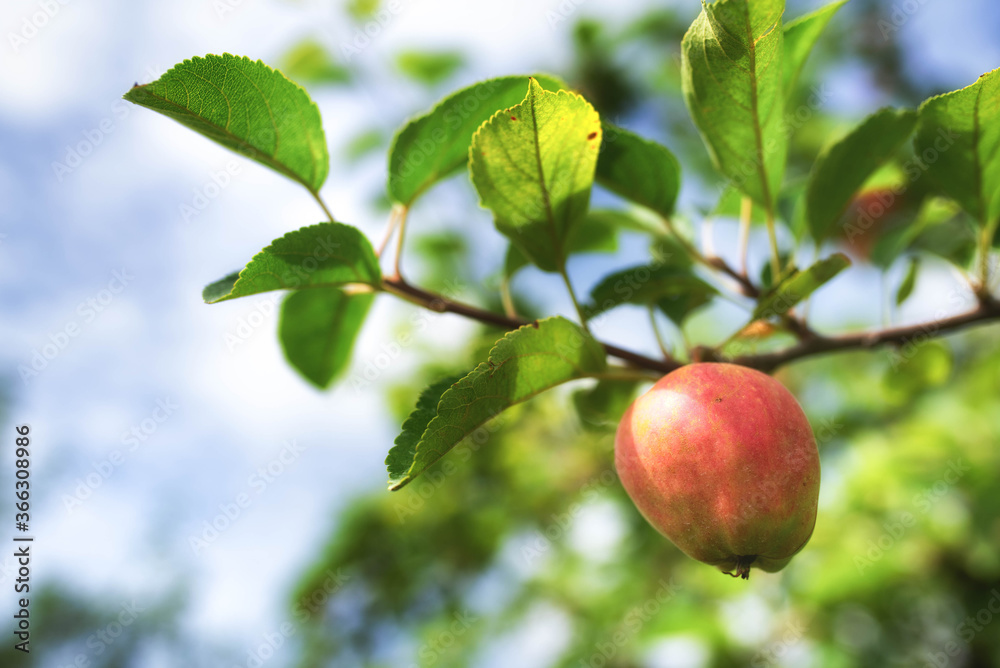 Apfel am Baum Apfel am Baum